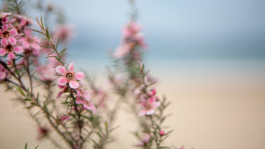 Comment le miel de Manuka agit-il dans le corps?